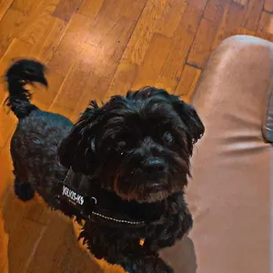 Black Dog Хостел